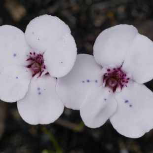 Disa fasciata